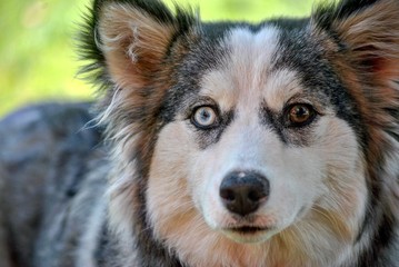 portrait of a siberian husky dog