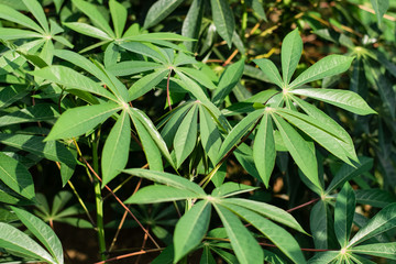 Green leaves cassava on branch tree