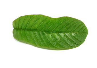 isolated single fresh green guava leaves with a white background