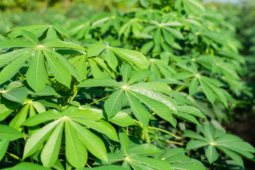 Green leaves cassava on branch tree