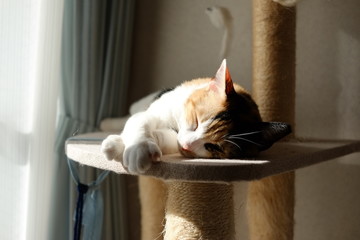 お昼寝にゃんこ