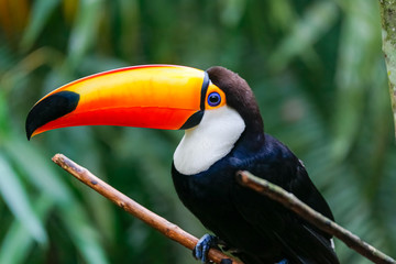 Close up of a Toco Toucan in natural habitat, Pantanal Wetlands, Mato Grosso, Brazil