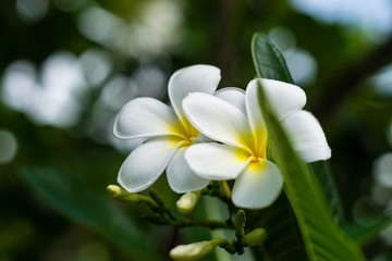 Fototapeta na wymiar Beautiful plumeria flowers