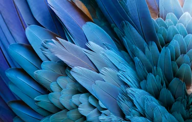 Nahaufnahme von wunderschönen Vogelfedern aus Blau- und Gelbara, exotischer natürlicher strukturierter Hintergrund in verschiedenen blauen Farben und Gelb, Lagoa das Araras, Mato Grosso, Brasilien © Uwe Bergwitz