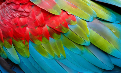 Close up of colorful bird feathers of Red and Green Macaw, exotic natural textured background in red, green and blue, Chapada dos Guimarães, Mato Grosso, Brazil