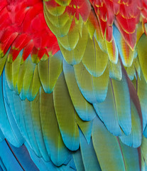 Obraz premium Close up of colorful bird feathers of Red and Green Macaw, exotic natural textured background in red, green and blue, Chapada dos Guimarães, Mato Grosso, Brazil
