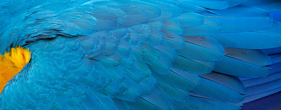 Close up of beautiful back feathers of a Blue and Yellow Macaw, exotic natural textured background in different blue colors and yellow, Lagoa das Araras, Mato Grosso, Brazil