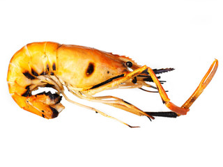 grilled shrimp isolated on white background.