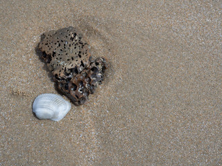 Sea shells on sand , Summer beach background.