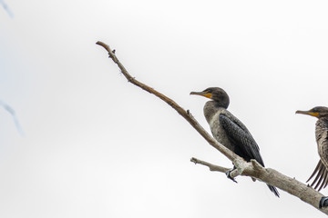 Double-crested cormorant 01