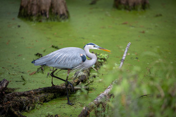 Great Blue Heron 02