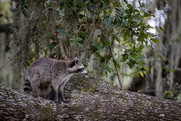 Naklejka premium Raccoon 03
