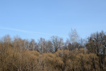 Fototapeta premium Leafless trees on a background of blue sky in autumn day. Natural abstract background