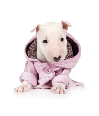 Obraz premium Funny puppy Miniature Bull Terrier dressed in a jacket sitting on a white