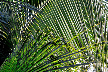 Close up of coconut leaf, Nature background