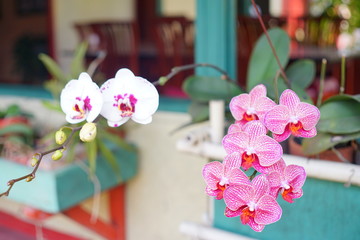 Top heavy-blooms of bright purple dendrobium orchids from Sukabumi , Indonesia. 
