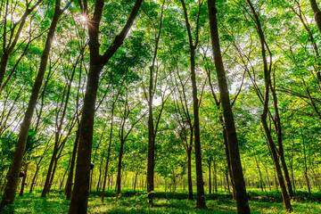 Obraz na płótnie Canvas Para rubber tree, latex rubber plantation and tree rubber