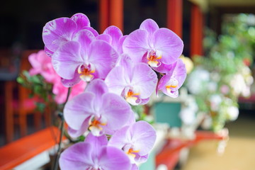 Top heavy-blooms of bright purple dendrobium orchids from Sukabumi , Indonesia