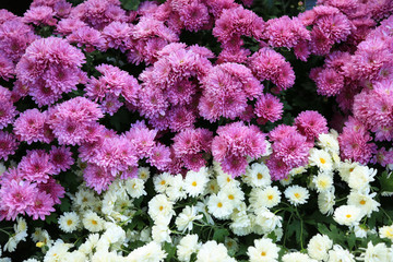 Purple and white Chryzanthemums