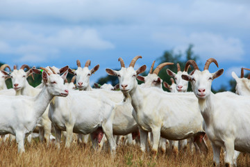 Fototapeta premium Goats graze on the field