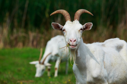 Cute Goat Images – Browse 117,489 Stock Photos, Vectors, and Video | Adobe  Stock
