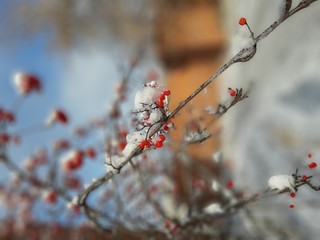 red berries in snow