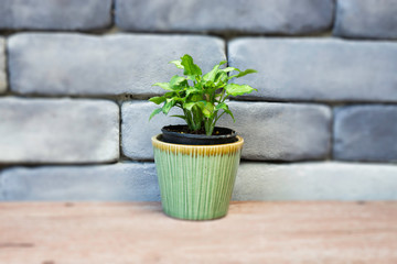Mini green leaves plant pot