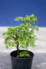 Mini plant pot nature background