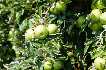 Farm harvest, ripe apples on branches