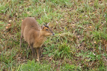 A pretty female Muntjac Deer, Muntiacus reevesi, feeding on an island in the middle of a lake in Autumn.