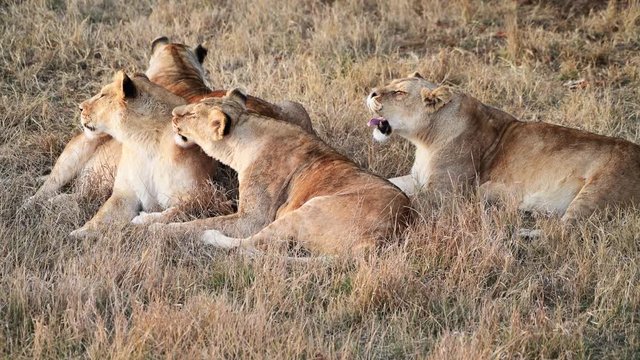 Pride of Lions in African savannah 
