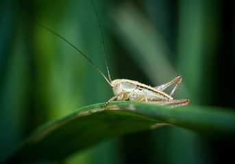grasshopper on leaf