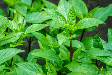 Close up of fresh sweet basil plant growing at an organic vegetable garden