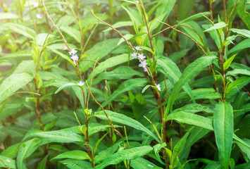 Fresh Vietnamese coriander plant with blooming pink flower in vegetable garden