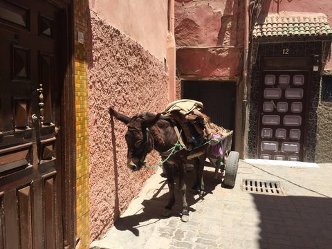 donkey shipping goods on Moroccan street