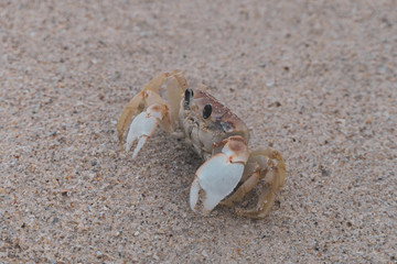 Close up crab on the sand beach.