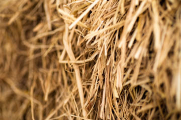 traw, dry straw texture background, vintage style for design.