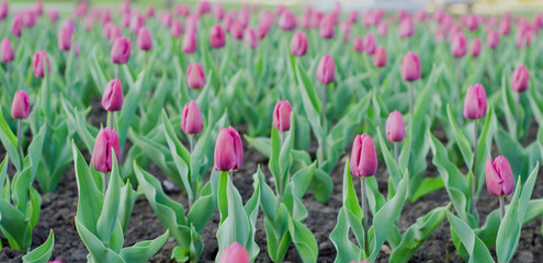 field of pink tulips in spring