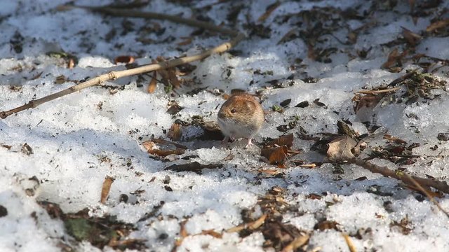 Common Vole (Microtus arvalis) is looking for food on the snow, finds it and chews it