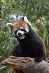 レッサーパンダ