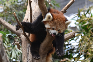 レッサーパンダ