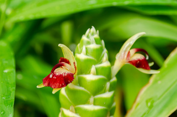Zingiber Officinale Flowers