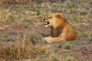 The Southern lion (Panthera leo melanochaita) also as the East-Southern African lion or Eastern-Southern African lion.Dominant male lying in savanna.