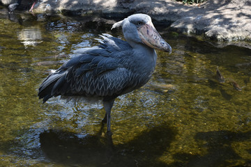 ハシビロコウ