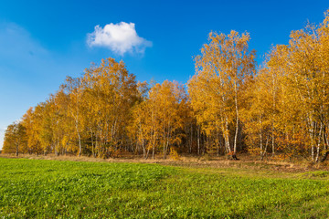 ein herbstlicher Birkenwald