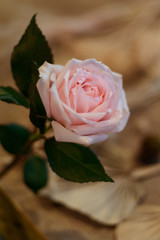 Rose. Bouquet of flowers. Natural fresh flower. 
