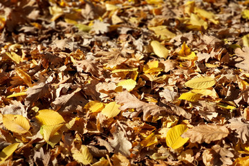 beautiful colorful autumn leaves on ground, falling autumn leaves in forest.