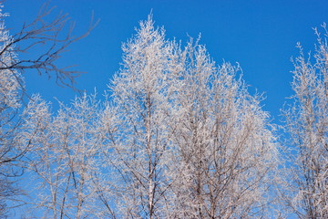 trees in winter