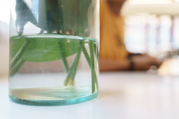 Small plant root in glass jar