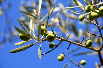 green olives grow on olive tree in Greece. Olives, branches, leaves, blue sky. component of olive...